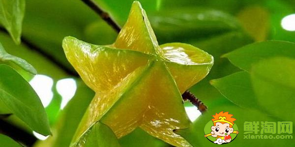 杨桃怎么挑选才甜,生的杨桃可不可以吃