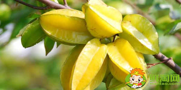 杨桃怎么挑选才甜,生的杨桃可不可以吃