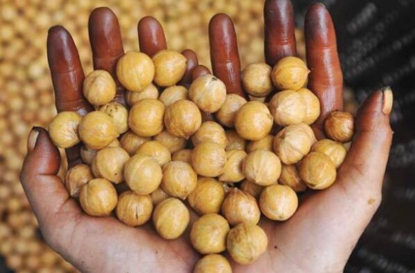 青皮核桃几斤能剥一斤,一斤小核桃剥多少肉