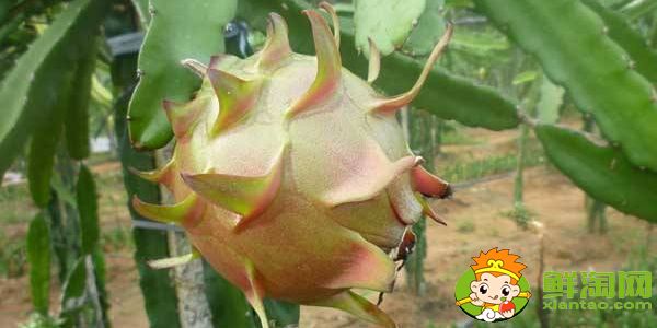 火龙果树上的须是什么,火龙果树是不是仙人掌