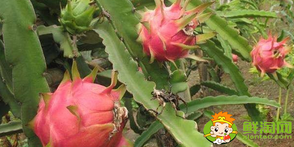 火龙果越红越好吗,火龙果会不会越放越甜