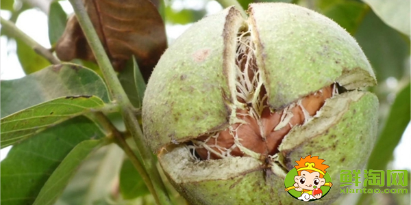 齁了的核桃能吃吗,核桃为什么老掉