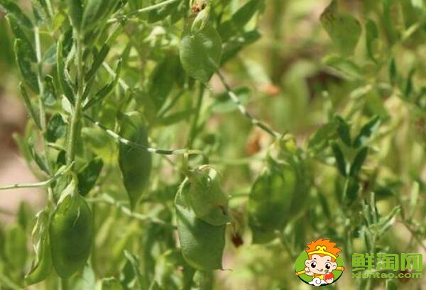 扁豆什么时候成熟，小扁豆和扁豆一样吗