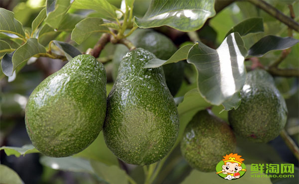 切开的牛油果没熟怎么催熟,牛油果切开没熟可以用白醋