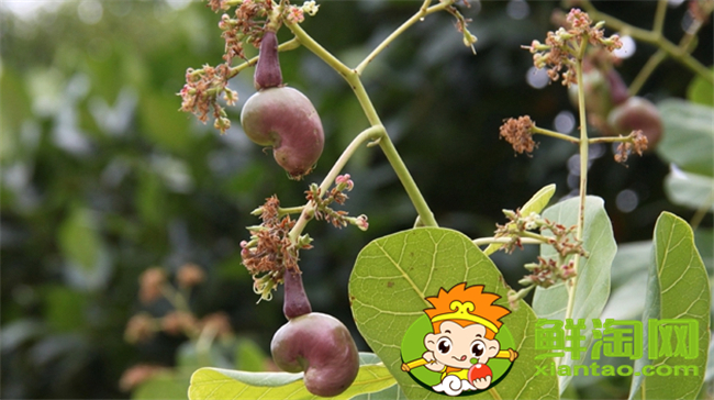 越南腰果大的好还是小的好,柬埔寨腰果越南腰果区别