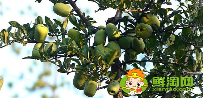 贴梗海棠的果实是什么果,贴梗海棠果实核是什么样