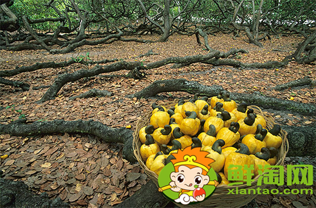 腰果是哪个国家的特产,腰果产量最大的国家