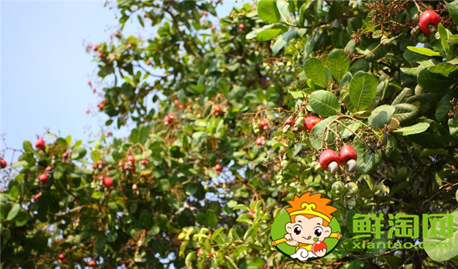 越南腰果产地在哪里,腰果主要产地在越南那里