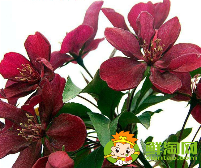 什么品种的北美海棠好看,北美海棠品种介绍图片