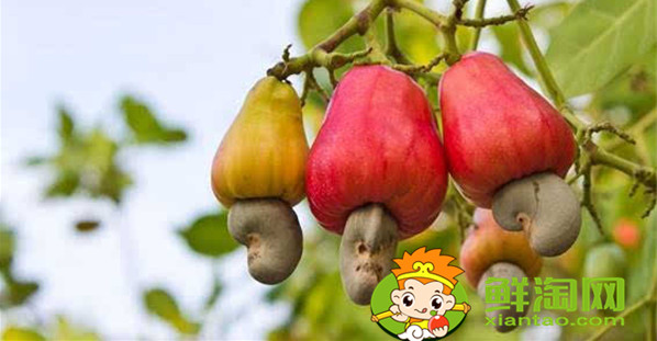 到越南买散装腰果能上飞机吗,越南出关能带多少腰果