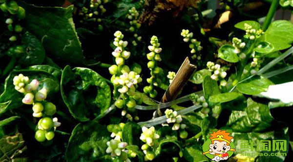 木耳菜开什么颜色的花,木耳菜的花是否去掉