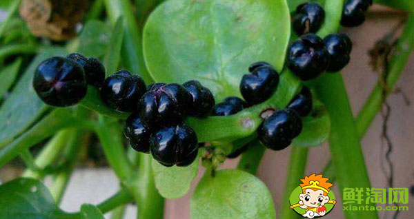 木耳菜开什么颜色的花,木耳菜的花是否去掉