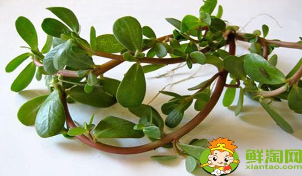 马齿苋有几种颜色,马齿苋的根有几种颜色的