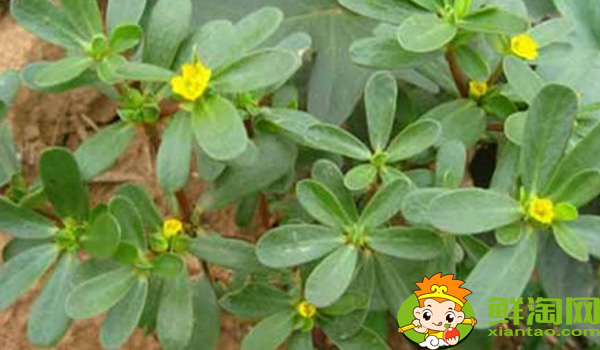 马齿苋在农村叫什么名字,马齿苋菜市场叫什么