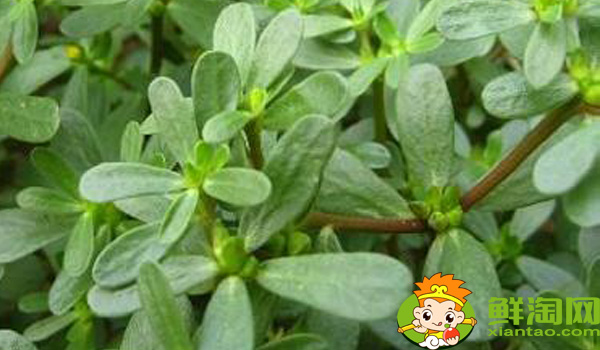 马齿苋在农村叫什么名字,马齿苋菜市场叫什么