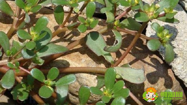 马齿苋的杆可以吃吗，马齿苋青杆和红杆有什么区别