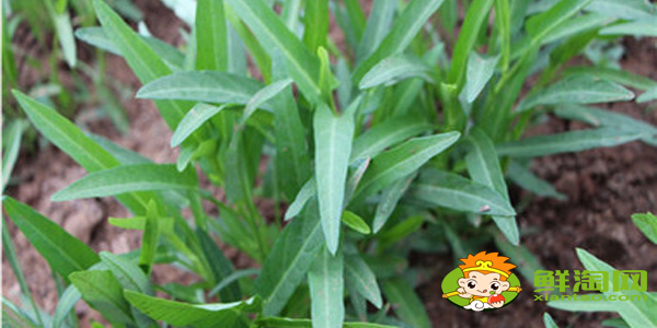 柳叶空心菜好还是大叶空心菜好,柳叶空心菜种子怎么种