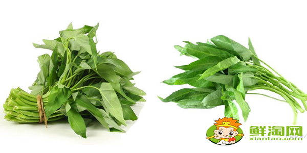 柳叶空心菜好还是大叶空心菜好,柳叶空心菜种子怎么种