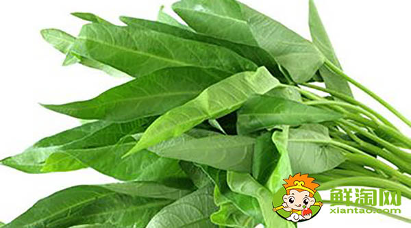 蕹菜又名什么,水雍菜和空心菜的区别