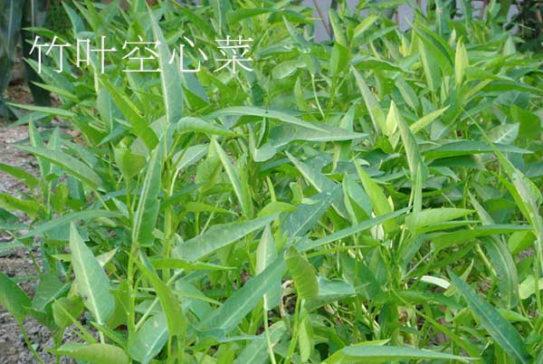 空心菜品种哪种好,口感最好的空心菜品种