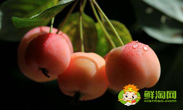 海棠果实可以吃吗,海棠果实类型及其特征