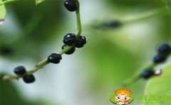 木耳菜的籽可以吃吗,木耳菜的紫色籽能吃吗