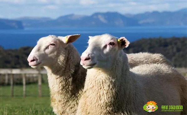 羊奶好还是牛奶好,羊奶为什么不能长期喝