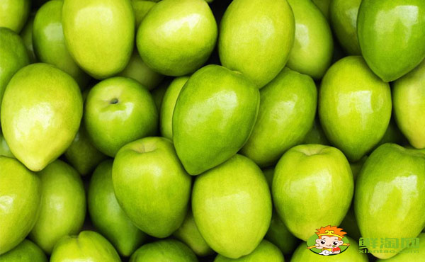 台湾青枣有几个品种,台湾青枣哪个品种最好