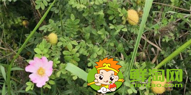 刺花泡酒有什么用,刺梨子泡酒好还是泡水喝好