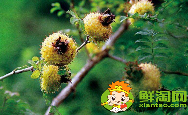 贵州刺梨基地在哪里,贵州最大的刺梨基地六盘水市