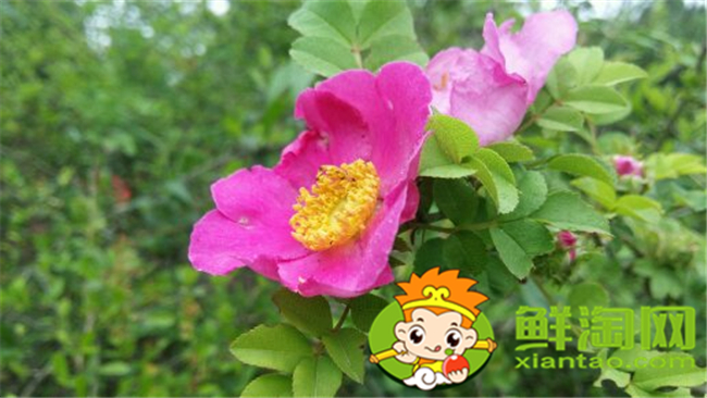 刺梨花是什么样子的,刺梨花的颜色有几种