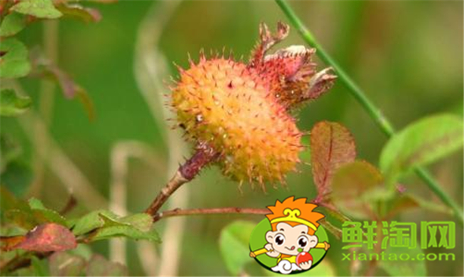 刺梨不蒸可以泡酒么,刺梨泡酒多少度的酒好