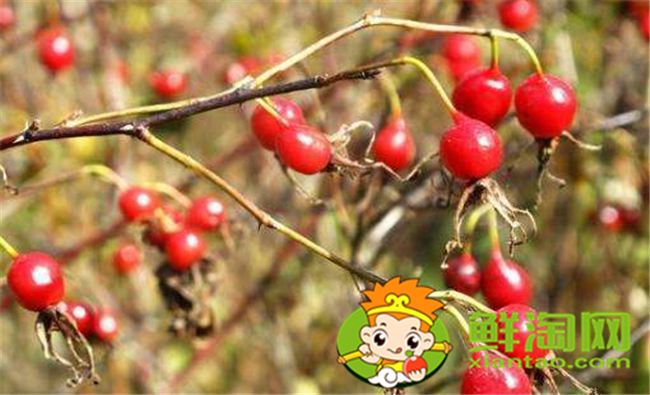 山上红色的野果子叫什么,山上的野刺梨有几种