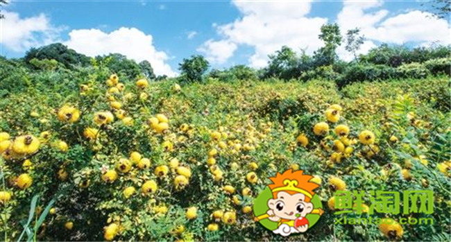 山上红色的野果子叫什么,山上的野刺梨有几种