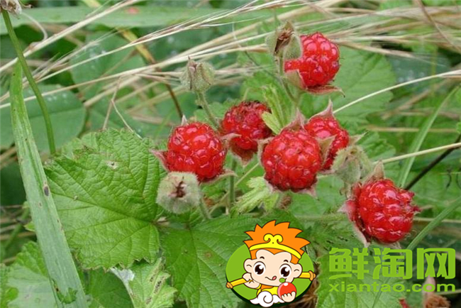 山上红色的野果子叫什么,山上的野刺梨有几种