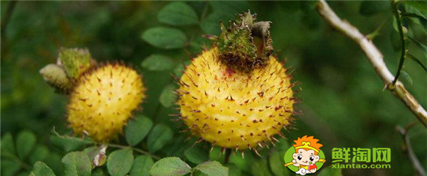 可以用新鲜刺梨泡水喝吗,刺梨泡水的制作方法