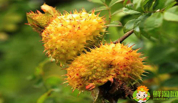 刺梨一次吃几个合适,野刺梨怎么吃