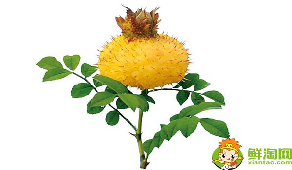 刺梨一次吃几个合适,野刺梨怎么吃