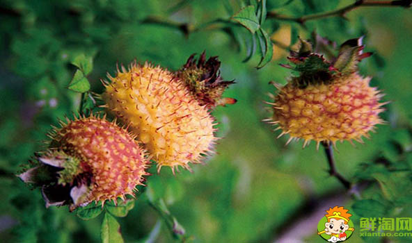 刺梨泡水可以天天喝吗,刺梨是怎样长时间保存