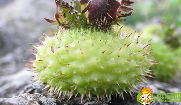 刺梨泡水可以天天喝吗,刺梨是怎样长时间保存