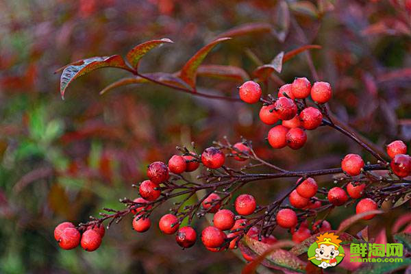 海棠果有毒吗,花红果和海棠果的区别