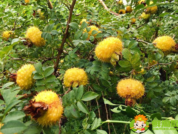 刺梨泡酒不破开可以吗,刺梨和什么泡酒最好