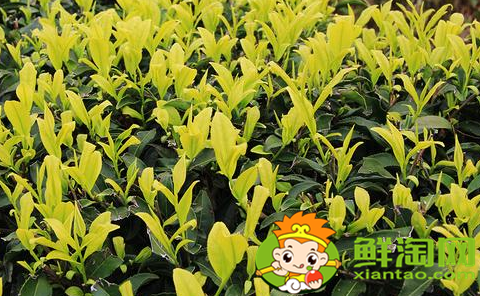 大红袍的产地在哪里,大红袍有哪些品种