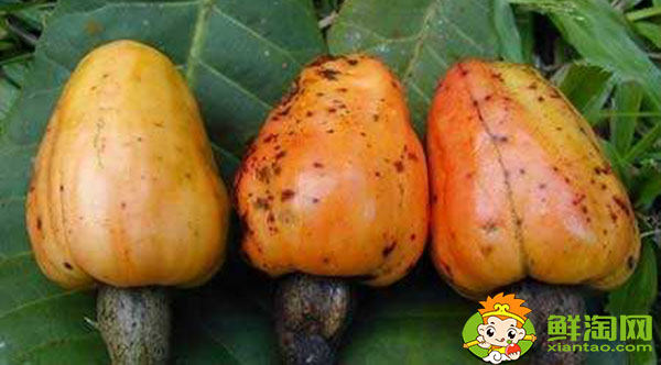 腰果梨好吃吗,腰果梨为什么没怎么卖