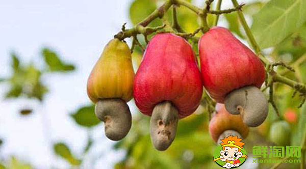 腰果梨好吃吗,腰果梨为什么没怎么卖
