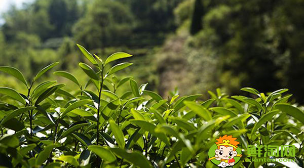 大红袍怎么喝才正确,大红袍的冲泡步骤