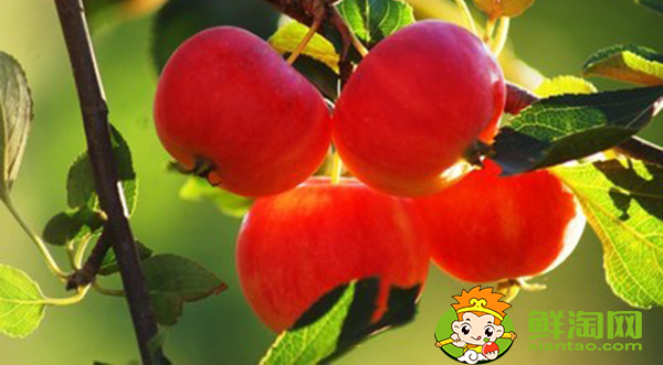 沙果怎么保鲜不面,沙果保鲜进冷库用什么箱装好