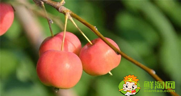 沙果怎么保鲜不面,沙果保鲜进冷库用什么箱装好