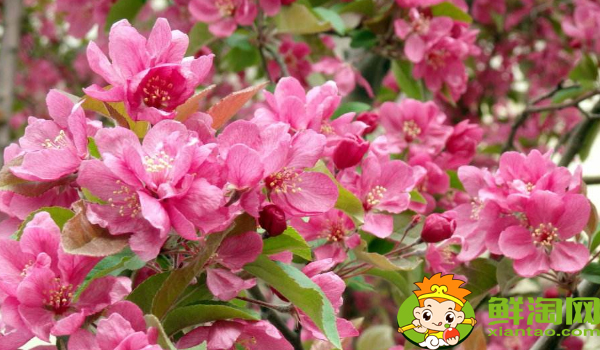 什么品种的北美海棠好看,北美海棠品种介绍图片