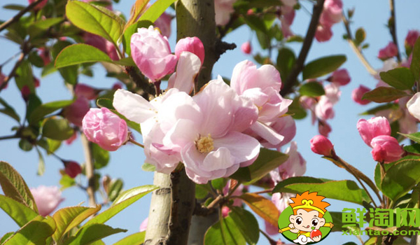 什么品种的北美海棠好看,北美海棠品种介绍图片